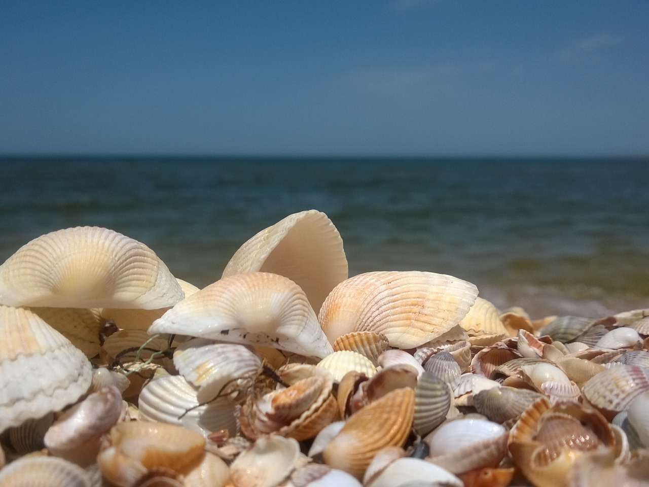 sand, sea, shell. 