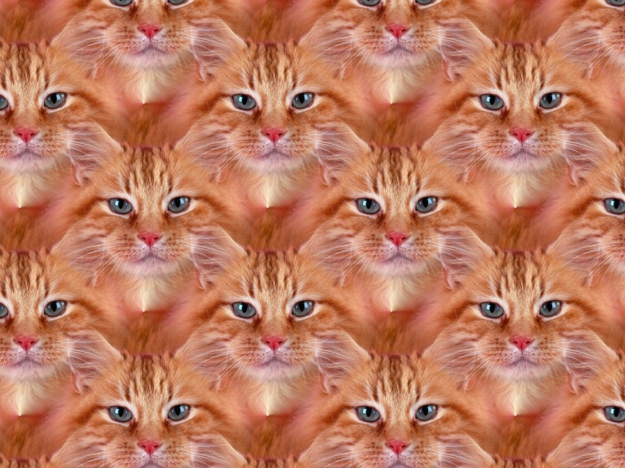 Download wallpaper cat, cat, texture, red, pussy, Ginger, section textures ...