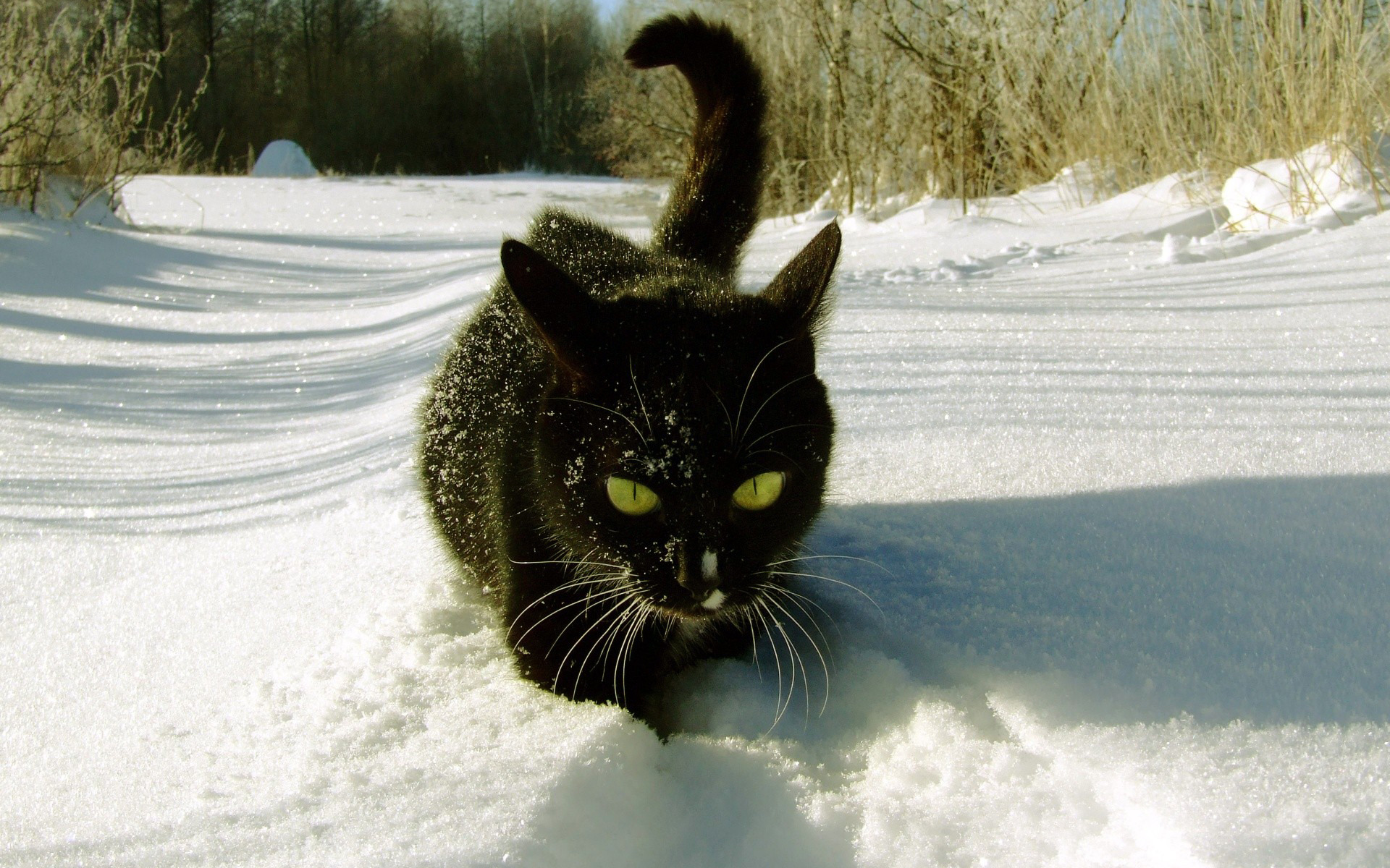 Download wallpaper FOREST, BLACK, SNOW, WINTER, CAT, section cats in resolu...
