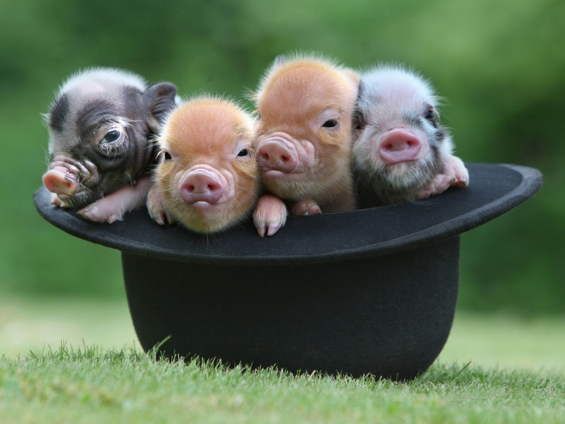 Download wallpaper hat, Quartet, pigs, section animals in resolution 1920x1...