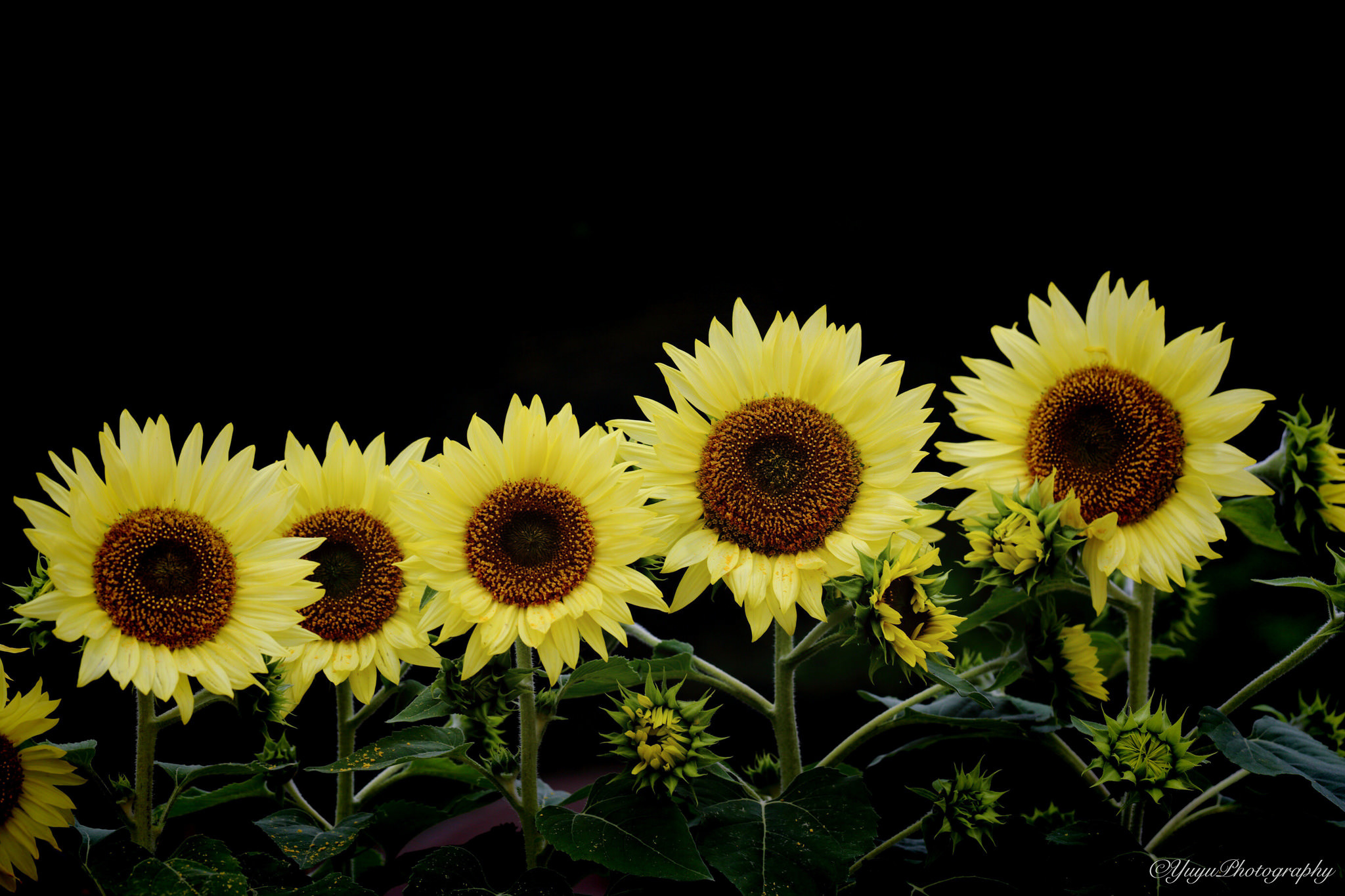 GoodFon.com - Free Wallpapers, download. summer, sunflowers, flowers. 