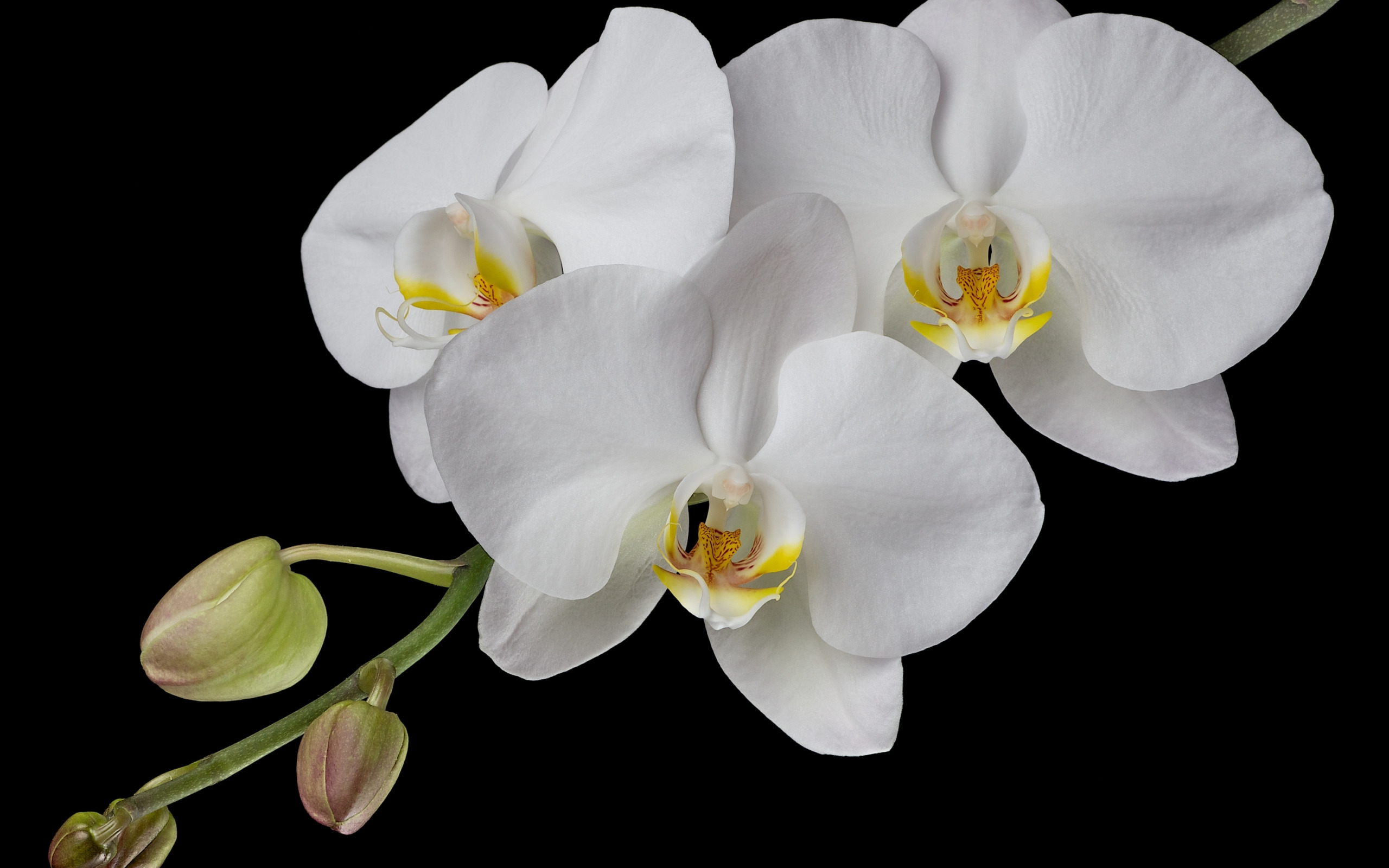 Download wallpaper white, branch, Orchid, section flowers in resolution 256...