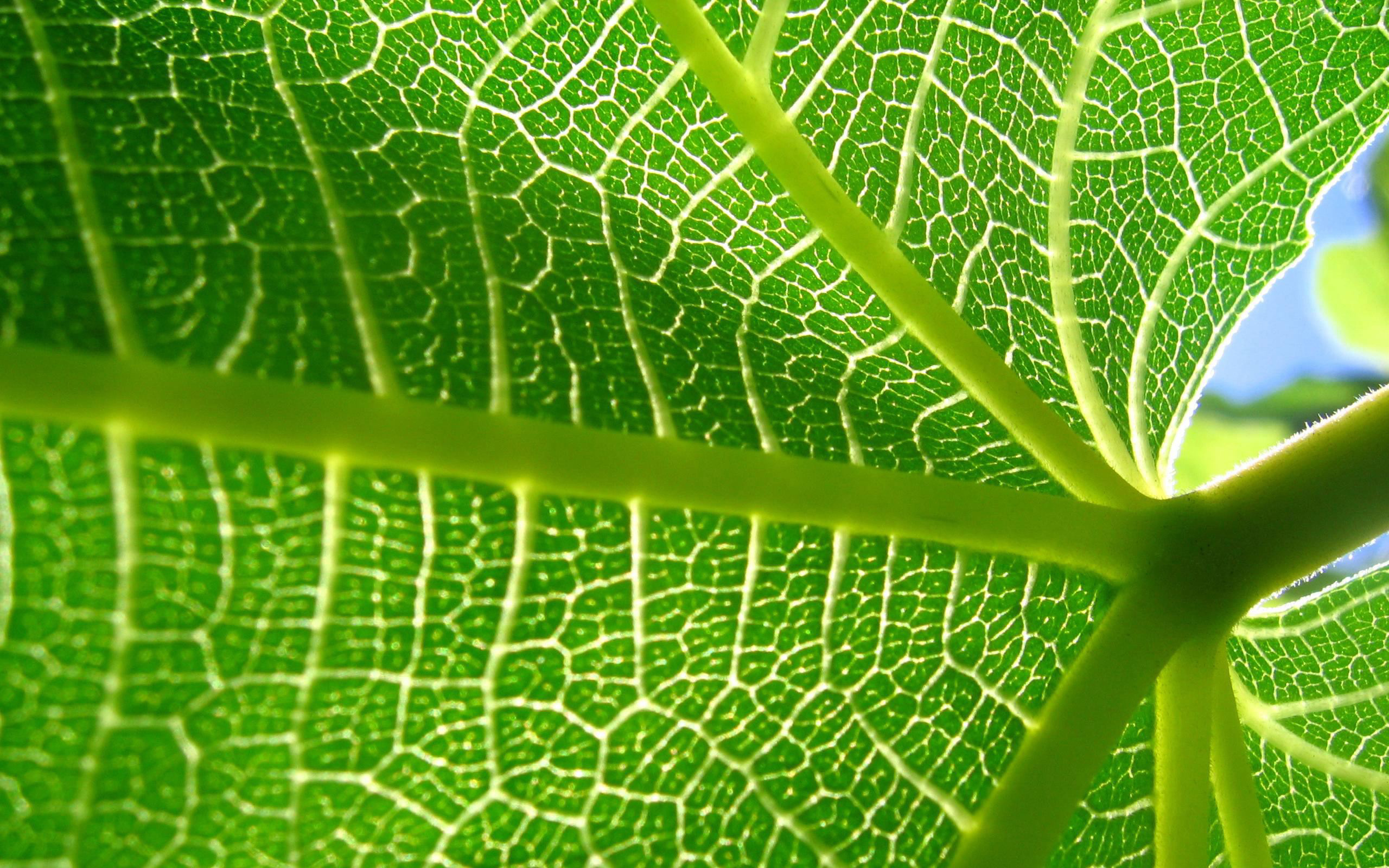 Download wallpaper sheet, plant, veins, section macro in resolution 2560x1600