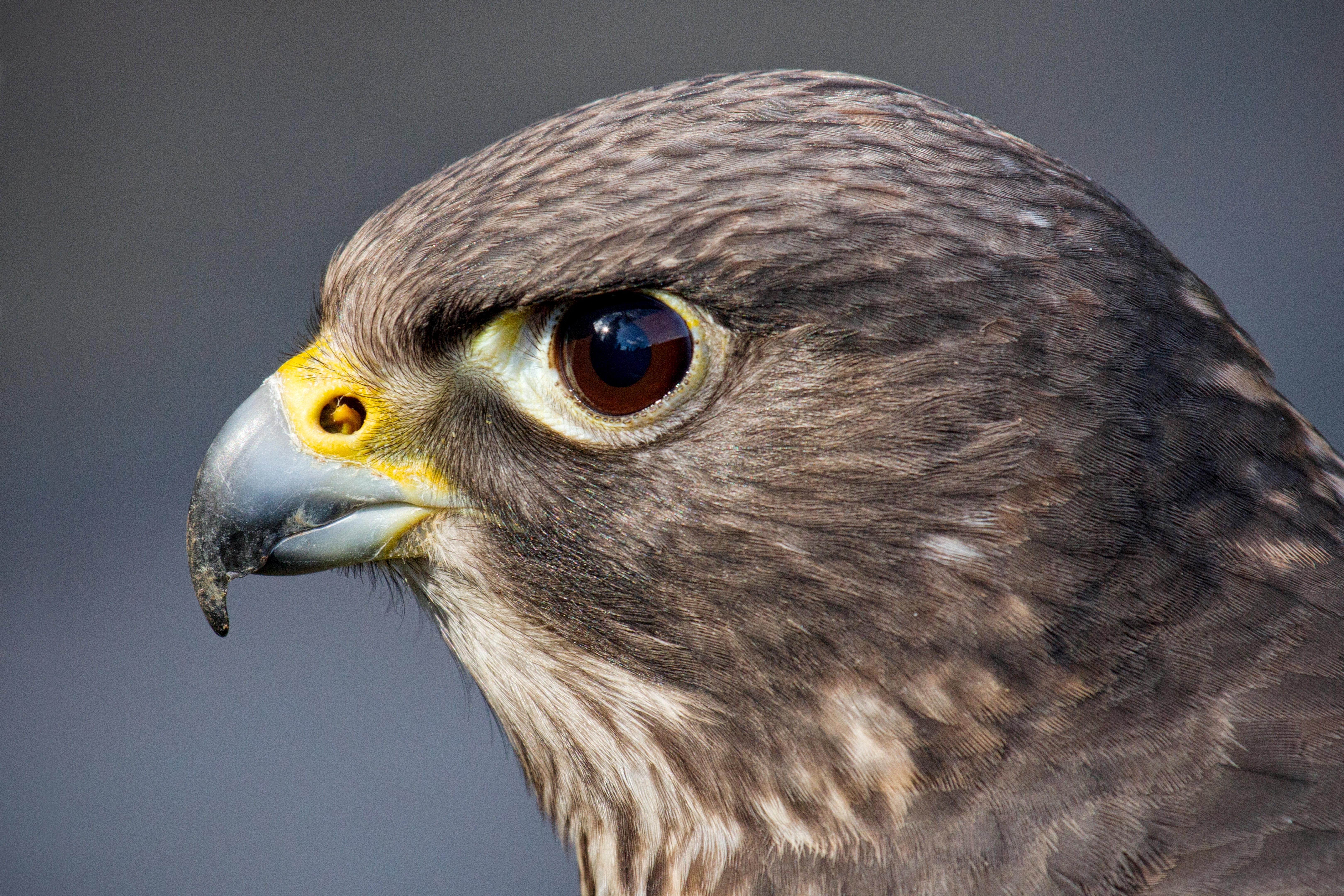 Download wallpaper look, eyes, bird, predator, head, Falcon
