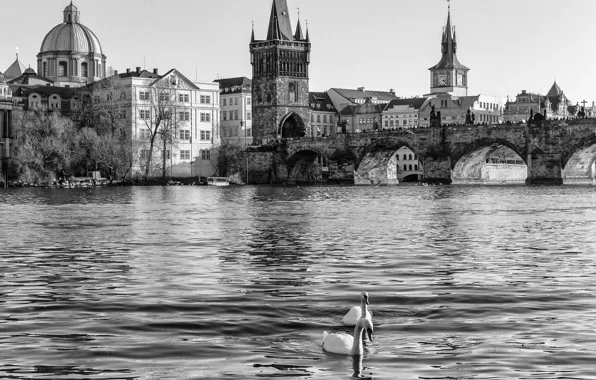 Picture water, river, Prague, Czech Republic, black and white, swans, Prague, The Czech Republic, Vltava, Praha, …