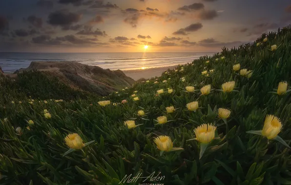 Picture beach, flowers, spring, CA, USA, the Pacific ocean, state, San Diego