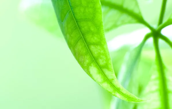 Picture greens, microsemi, leaf