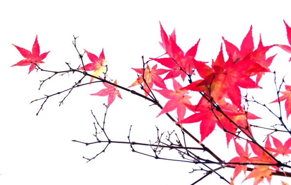 Picture autumn, leaves, branches, maple, the crimson