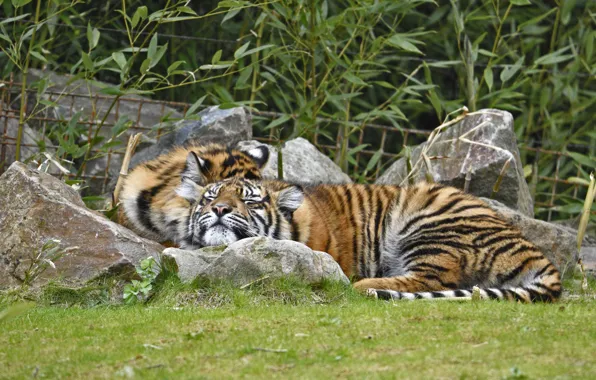 Picture grass, cats, tiger, stay, sleep, pair, Amur