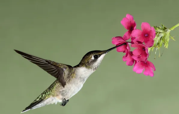 Picture flower, flight, flowers, nature, nectar, bird, wings, beak, Hummingbird, hung