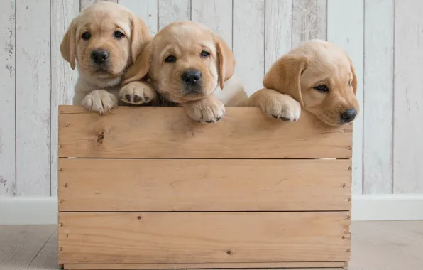 Picture dogs, puppies, box, trio, Golden Retriever, Golden Retriever, Trinity