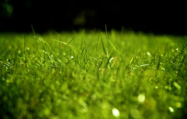 Picture greens, grass, lawn