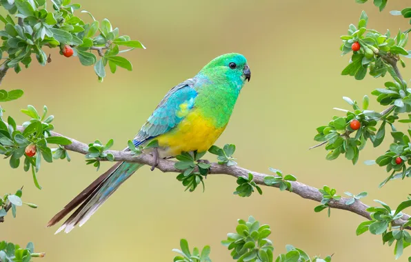 Picture branches, background, bird, parrot, Rumped parrot