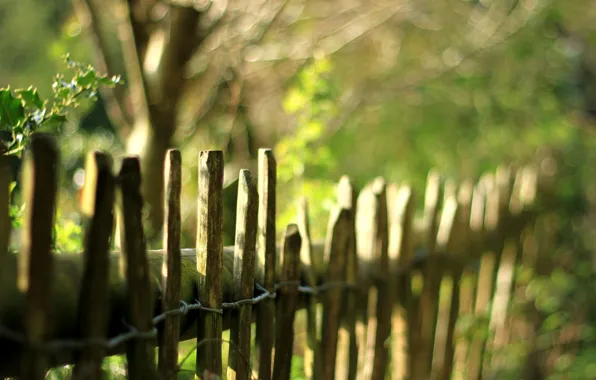 Picture greens, leaves, trees, nature, the fence, blur, fence, the fence, leaves, trees, nature, leaves, fence