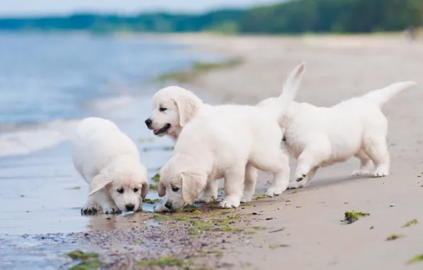 Picture dogs, beach, puppies, Quartet