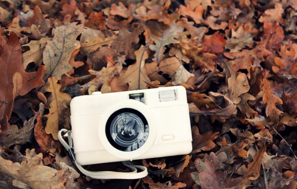 Picture autumn, white, leaves, camera, the camera