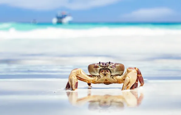 Picture sand, sea, beach, crab, claws