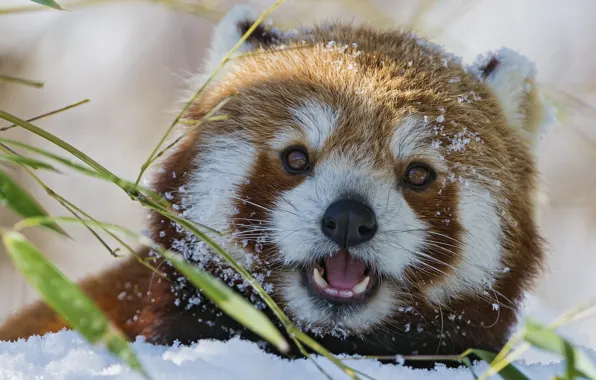 Picture winter, face, snow, bamboo, red Panda, firefox, red Panda, ©Tambako The Jaguar