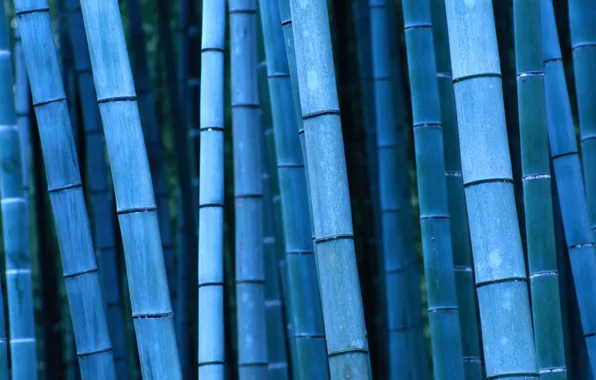Picture bamboo, Japan, Japan, Kinki, Kinky, Kyoto, Bamboo, Kyoto