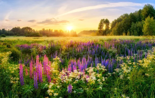 Picture summer, the sun, trees, flowers, morning, Russia, meadows, lupins