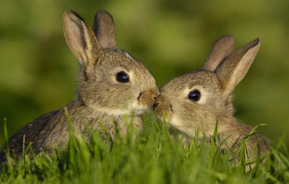 Picture animals, summer, grass, rabbits