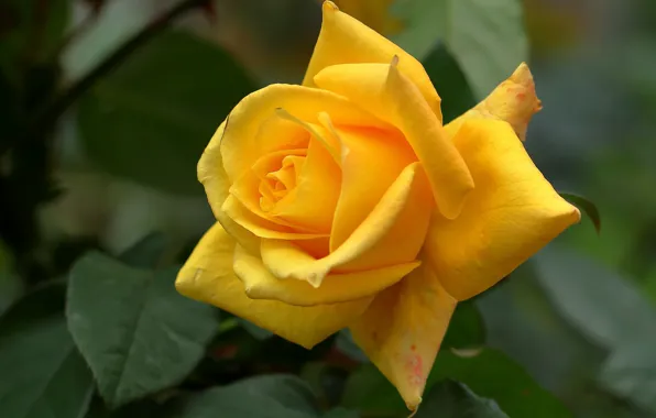 Picture rose, petals, Bud, yellow rose