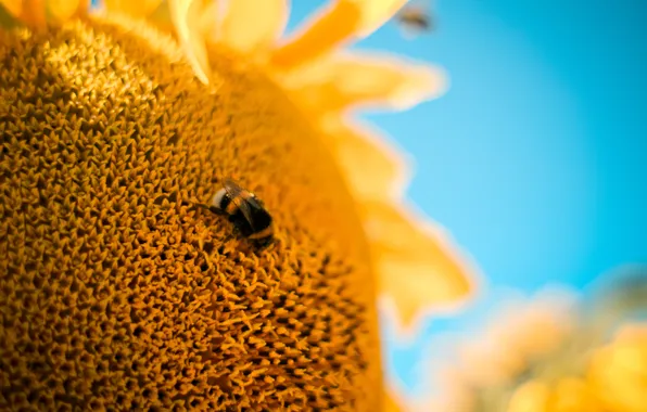 Picture flower, macro, bee, Sunflower, bumblebee