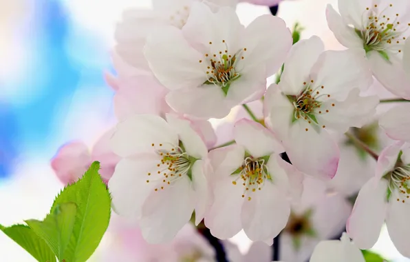Picture flowers, cherry, flowering