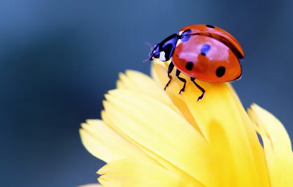 Picture flower, macro, ladybug, beetle, petals, insect