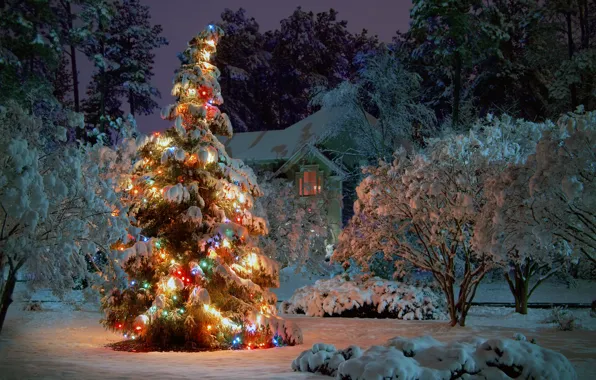 Picture winter, snow, trees, night, house, holiday, spruce, tree, garland