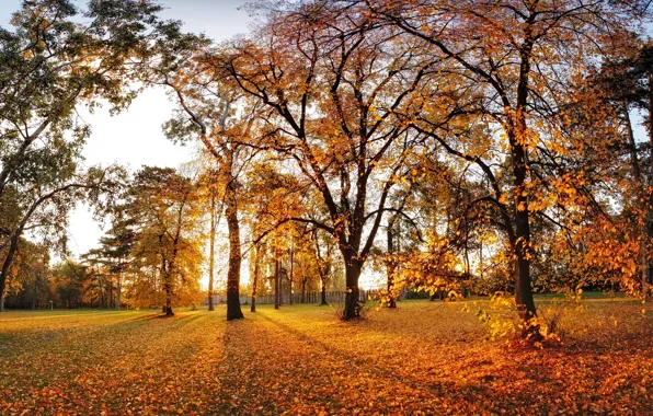 Picture autumn, leaves, trees, Park, landscape, nature, park, autumn, leaves, tree