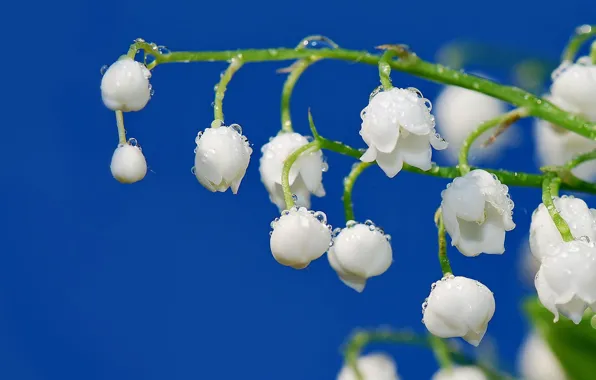 Picture white, flower, drops, freshness, Rosa, sprig, tenderness, spring, stem, bunch, Lily of the valley
