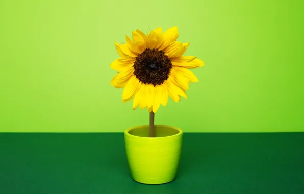Picture background, sunflower, pot