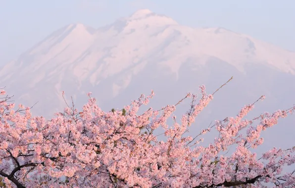Picture mountains, pink, cherry blossoms