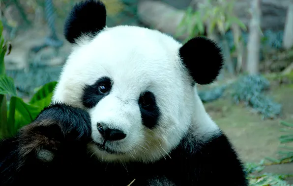 Picture face, bamboo, bear, Panda