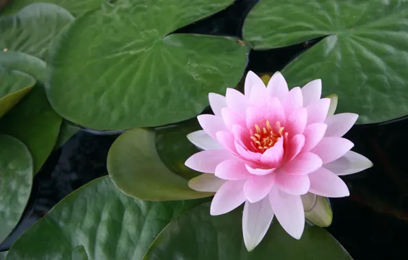 Picture flower, leaves, water, pink, Lotus, Lily, water Lily