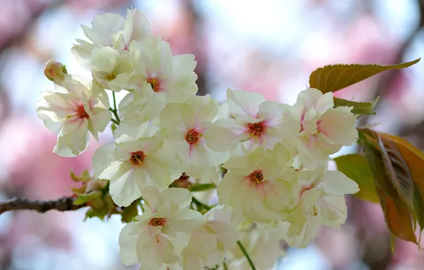 Picture leaves, flowers, branch, spring, flowering, pink and white