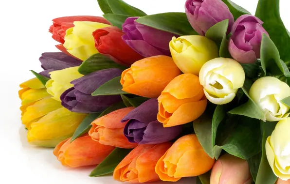 Picture flower, flowers, nature, Tulip, bouquet, spring, tulips, beautiful