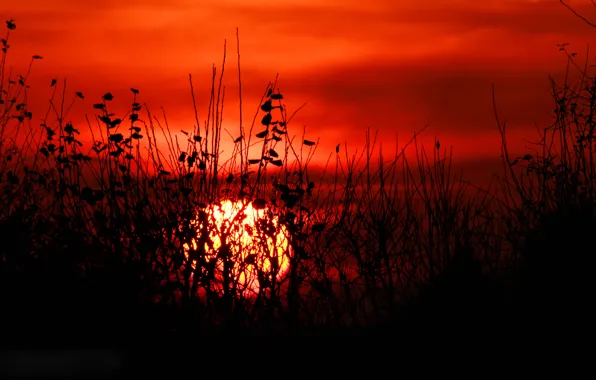 Picture the sky, grass, leaves, the sun, clouds, sunset, plant, silhouette, the bushes