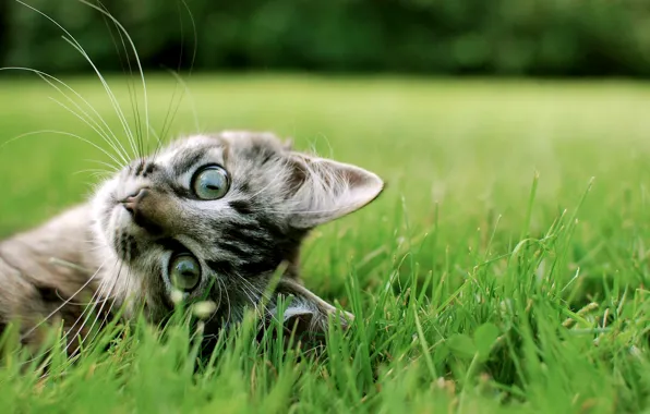 Picture cat, grass, cat, Milota