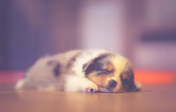 Picture puppy, sleeping, dreaming, australian shepherd