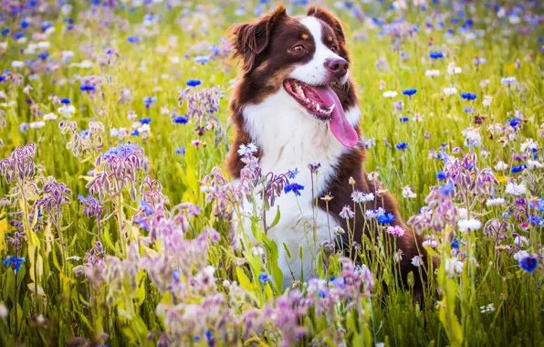 Picture language, joy, flowers, mood, dog, meadow, Australian shepherd