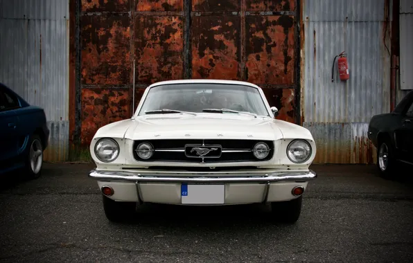 Picture white, gate, Mustang