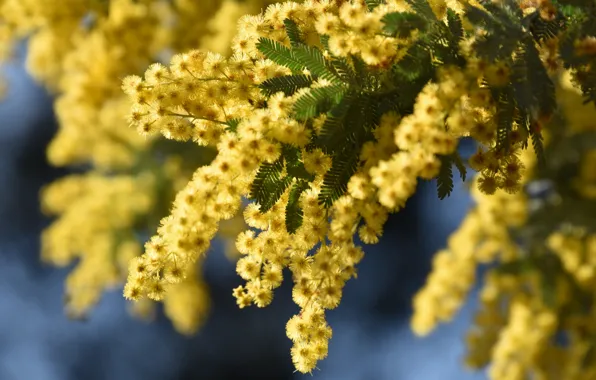 Picture macro, inflorescence, Mimosa