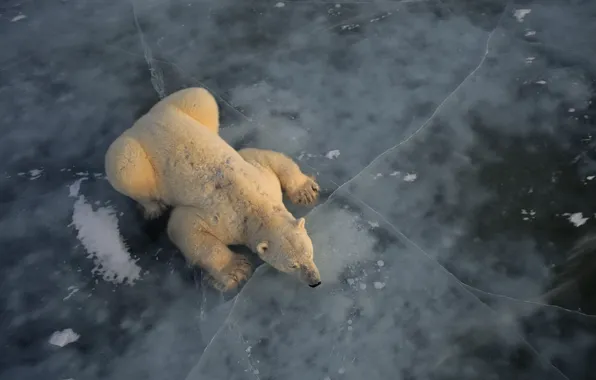 Picture BACKGROUND, WHITE, ICE, BEAR, CRACKED, POLAR