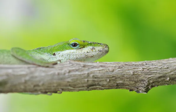 Picture green, background, branch, lizard