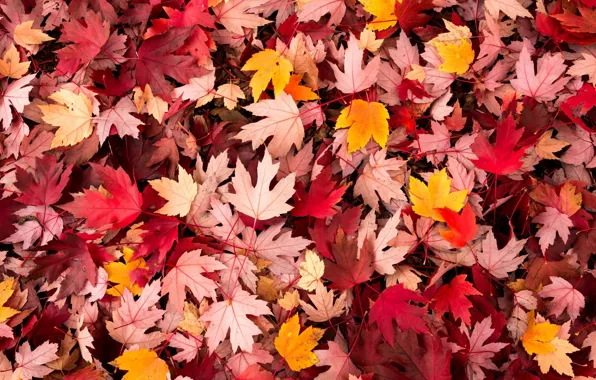 Picture autumn, leaves, macro, background, widescreen, Wallpaper, wallpaper, leaves, falling leaves, widescreen, background, autumn, leaves, macro, …