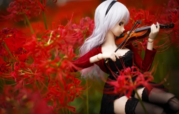 Picture flowers, violin, toy, doll