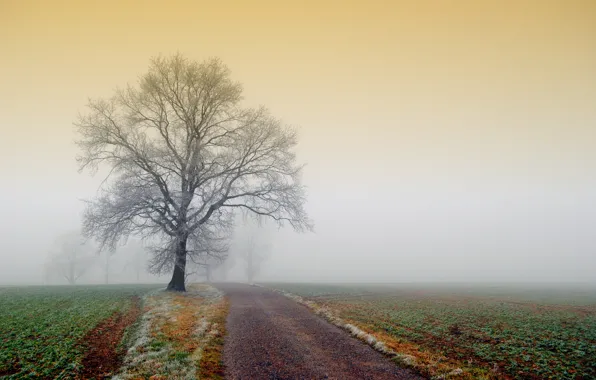 Picture frost, road, field, nature, fog, tree