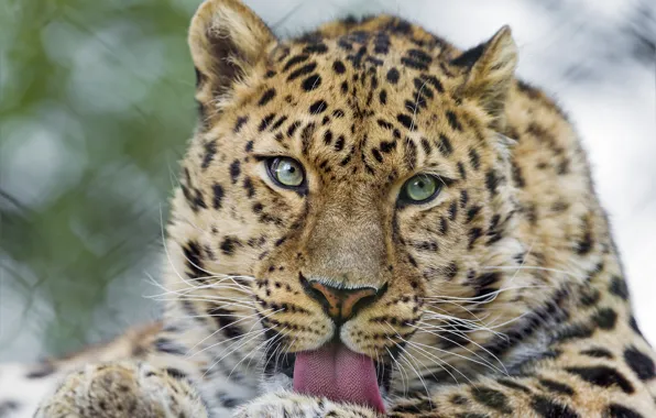 Picture language, cat, look, face, the Amur leopard, ©Tambako The Jaguar